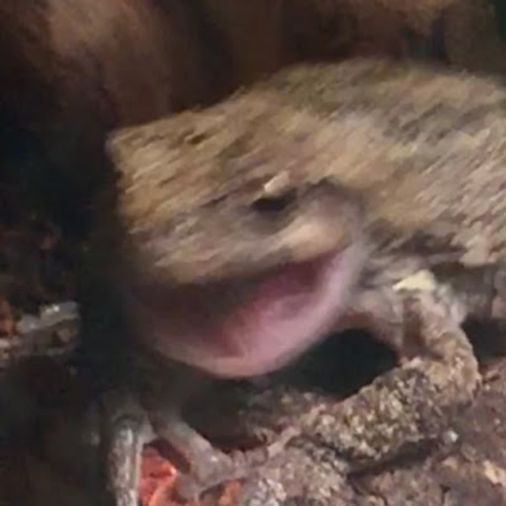 Meet your Posher, Dilly